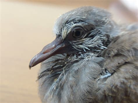 斑鳩幼鳥死前的徵兆